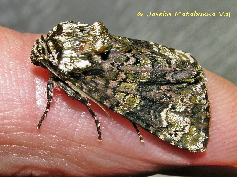 Craniophora ligustri - Noctuidae